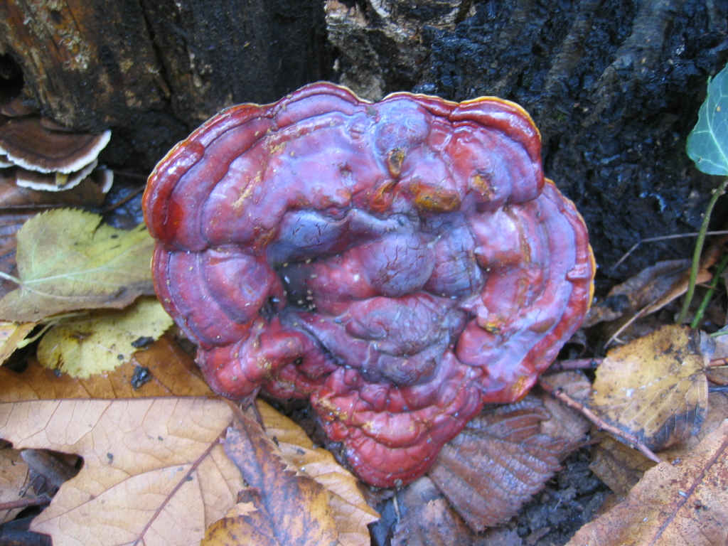 2005 :  Un anno di funghi